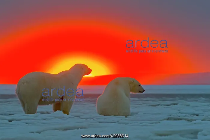 : Polar Bears - in sunset : Polar Bears - in sunset