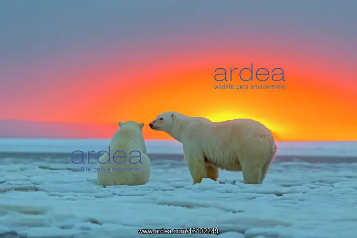 : Polar Bears - in sunset : Polar Bears - in sunset