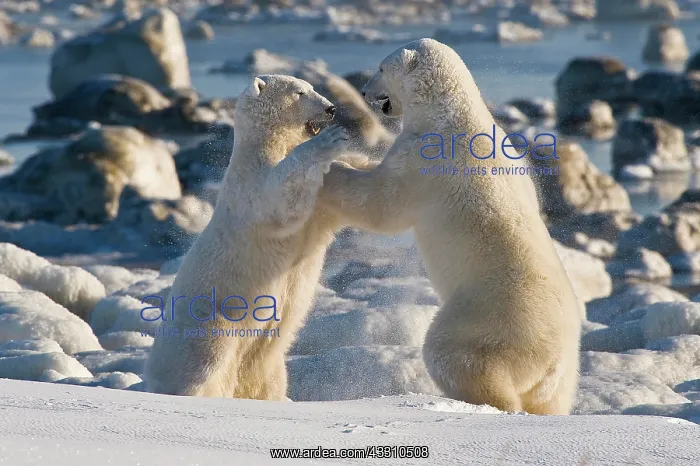 : Polar Bears (Ursa maritimus) fighting on ice, Hudson : Polar Bears (Ursa maritimus) fighting on ice, Hudson
