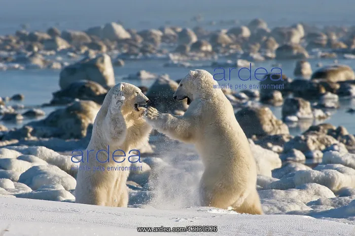 : Polar Bears (Ursa maritimus) fighting on ice, Hudson : Polar Bears (Ursa maritimus) fighting on ice, Hudson