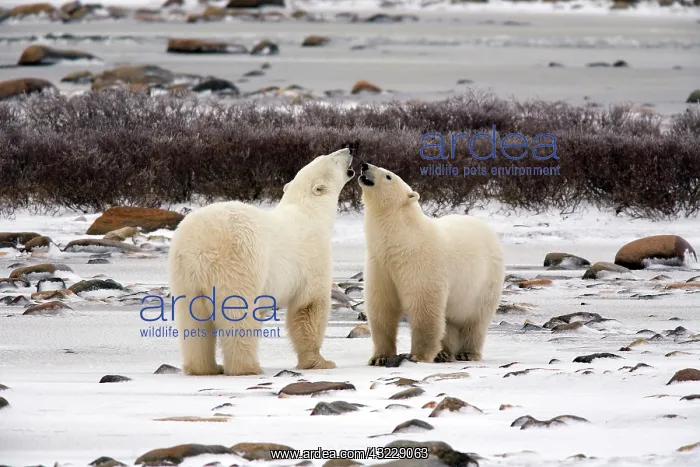 : Polar Bears (Ursus maritimus) in Churchill : Polar Bears (Ursus maritimus) in Churchill