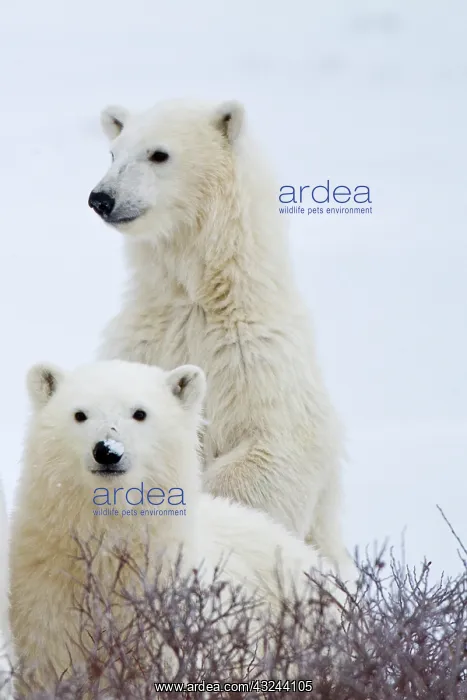 : Polar bears (Ursus maritimus) Two cubs in : Polar bears (Ursus maritimus) Two cubs in