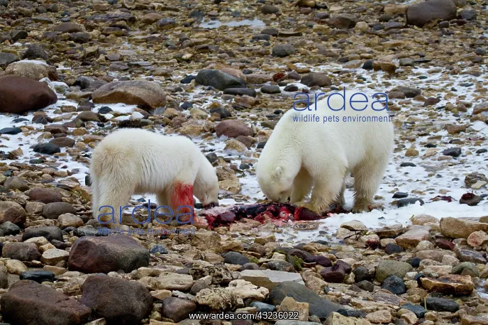 : Two Polar bears (Ursus maritimus) eating : Two Polar bears (Ursus maritimus) eating
