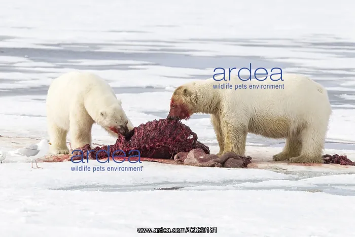 : Two polar bears (Ursus maritimus) eating together : Two polar bears (Ursus maritimus) eating together