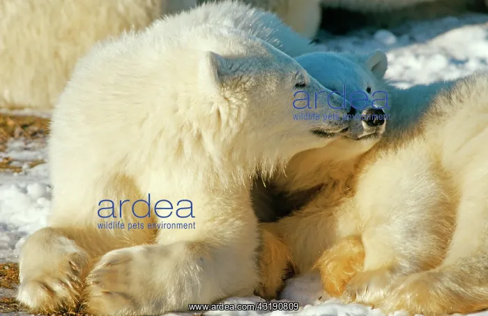  : Polar bears (Ursus maritimus), family, Hudson Bay