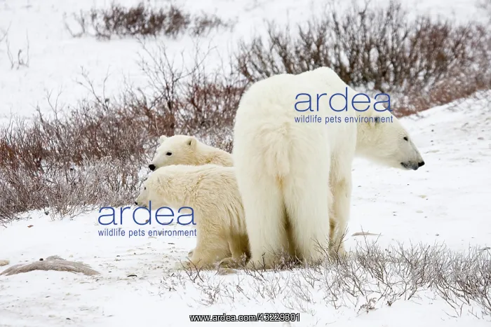 : Polar Bears (Ursus maritimus) female and : Polar Bears (Ursus maritimus) female and