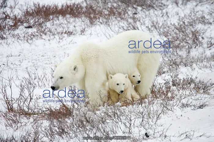 : Polar Bears (Ursus maritimus) female and : Polar Bears (Ursus maritimus) female and