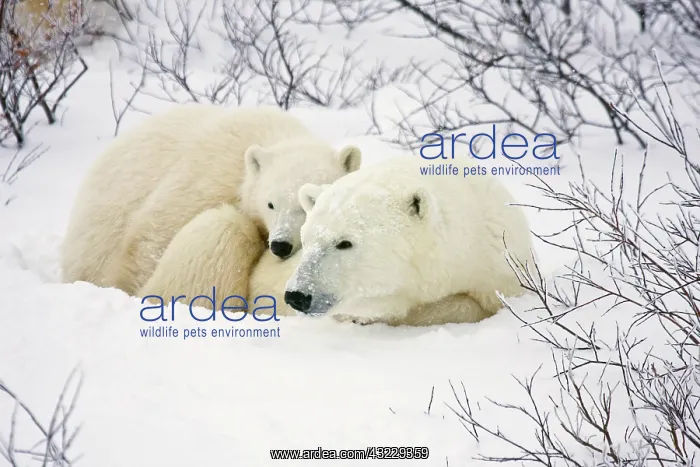 : Polar Bears (Ursus maritimus) female and : Polar Bears (Ursus maritimus) female and