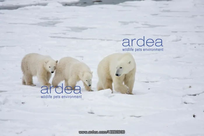 : Polar Bears (Ursus maritimus) female and : Polar Bears (Ursus maritimus) female and