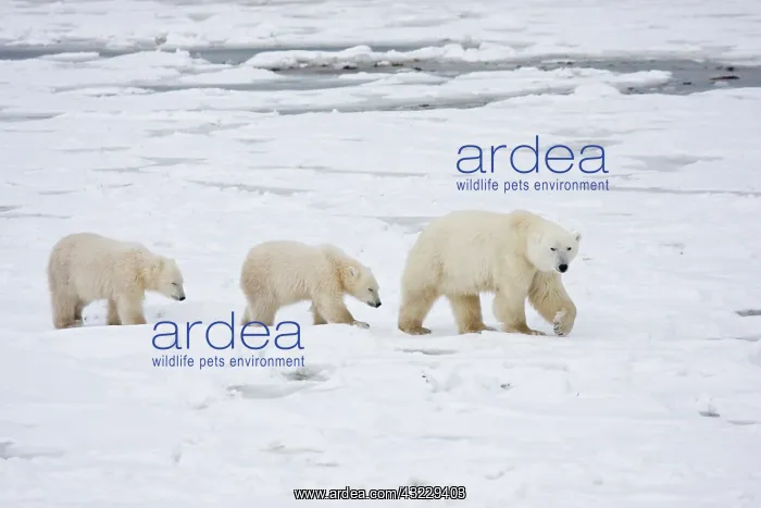 : Polar Bears (Ursus maritimus) female and : Polar Bears (Ursus maritimus) female and