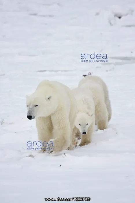 : Polar Bears (Ursus maritimus) female and : Polar Bears (Ursus maritimus) female and