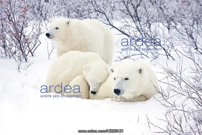 : Polar Bears (Ursus maritimus) female and : Polar Bears (Ursus maritimus) female and