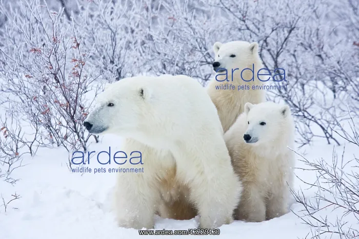 : Polar Bears (Ursus maritimus) female and : Polar Bears (Ursus maritimus) female and