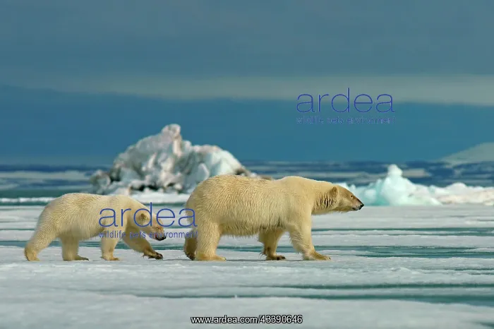 : Polar bears (Ursus maritimus), female with young : Polar bears (Ursus maritimus), female with young