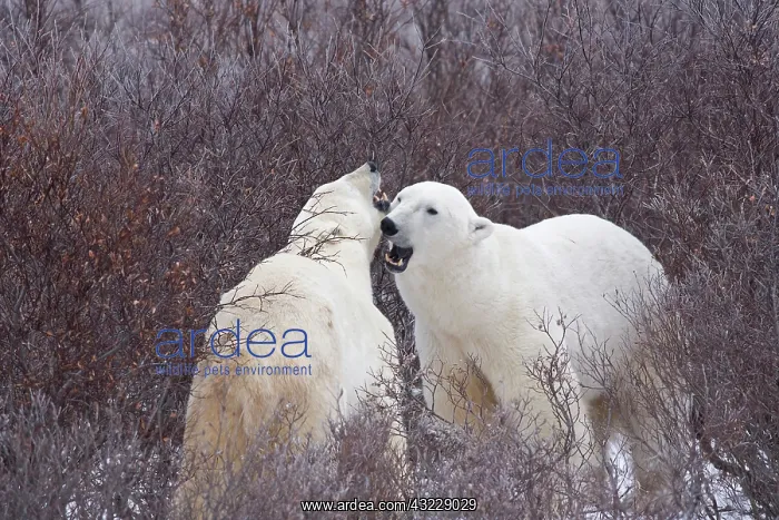 : Polar Bears (Ursus maritimus) fighting in : Polar Bears (Ursus maritimus) fighting in