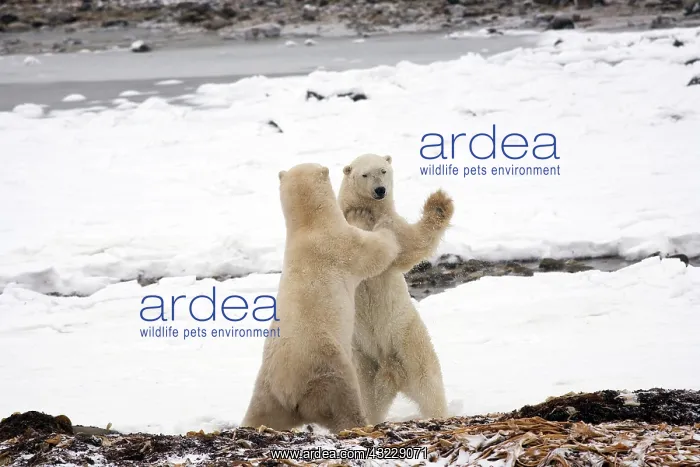 : Polar Bears (Ursus maritimus) fighting in : Polar Bears (Ursus maritimus) fighting in