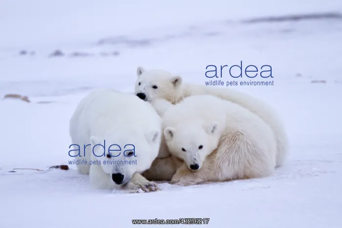 : Polar bears (Ursus maritimus) mother and : Polar bears (Ursus maritimus) mother and