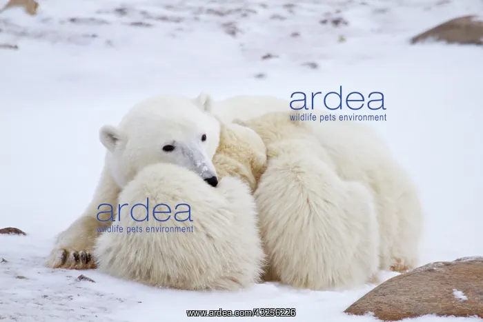 : Polar bears (Ursus maritimus) mother and : Polar bears (Ursus maritimus) mother and
