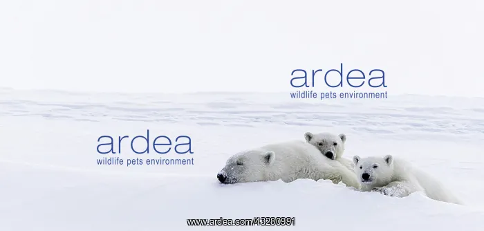 : Polar bears (Ursus maritimus), mother animal and : Polar bears (Ursus maritimus), mother animal and