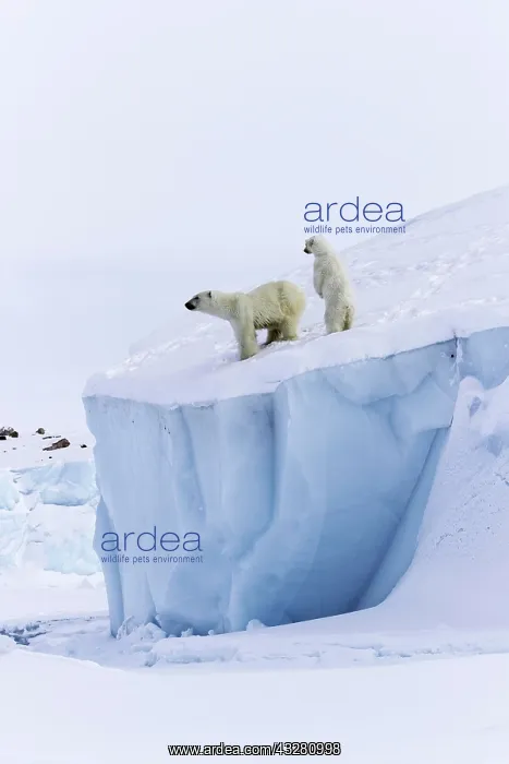 : Polar bears (Ursus maritimus), mother animal and : Polar bears (Ursus maritimus), mother animal and