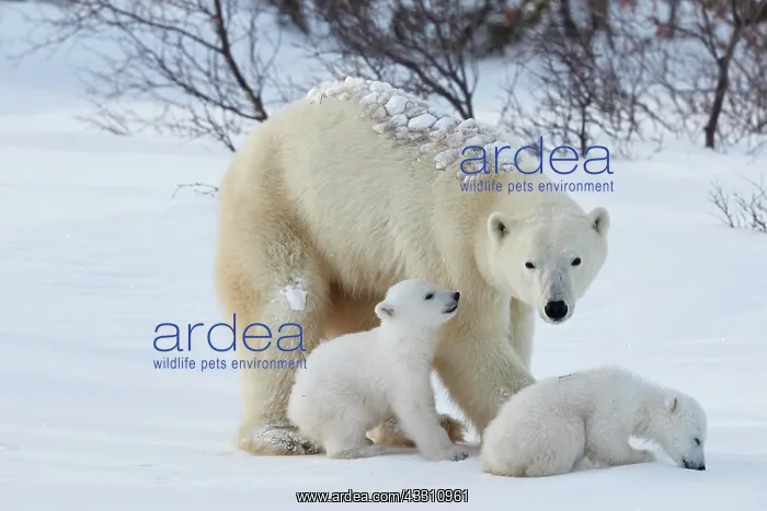 : Polar bears (Ursus maritimus), mother animal with : Polar bears (Ursus maritimus), mother animal with