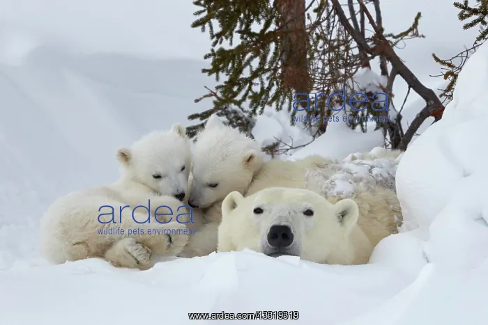 : Polar bears (Ursus maritimus), mother animal with : Polar bears (Ursus maritimus), mother animal with