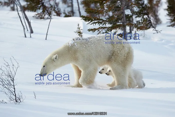 : Polar bears (Ursus maritimus), mother animal with : Polar bears (Ursus maritimus), mother animal with