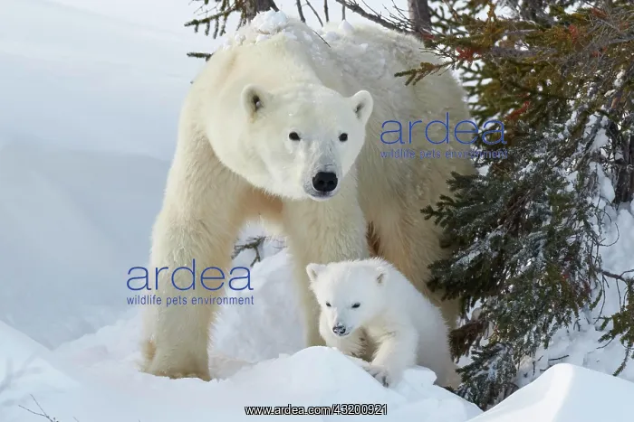 : Polar bears (Ursus maritimus), mother with newborn : Polar bears (Ursus maritimus), mother with newborn