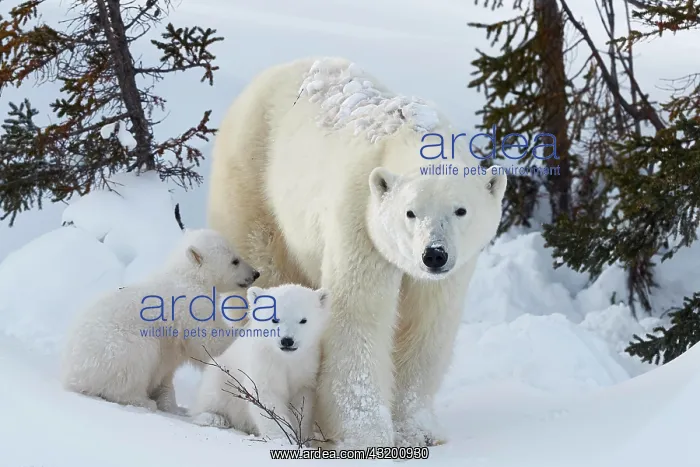: Polar bears (Ursus maritimus), mother with two newborns : Polar bears (Ursus maritimus), mother with two newborns