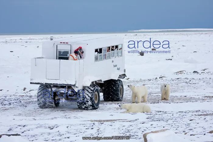: Polar bears (Ursus maritimus) near Tundra : Polar bears (Ursus maritimus) near Tundra