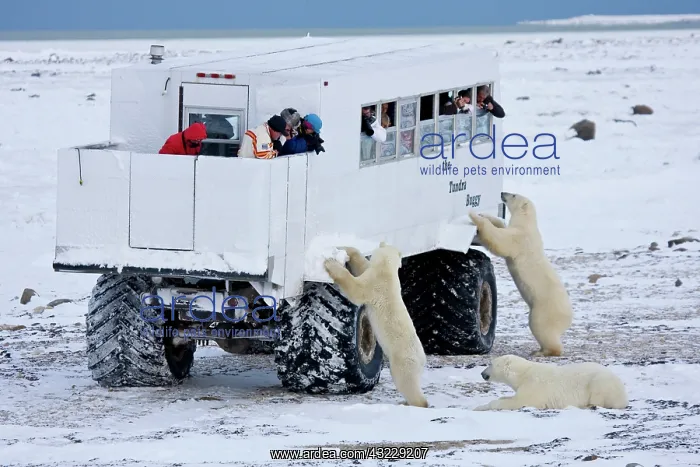 : Polar bears (Ursus maritimus) near Tundra : Polar bears (Ursus maritimus) near Tundra