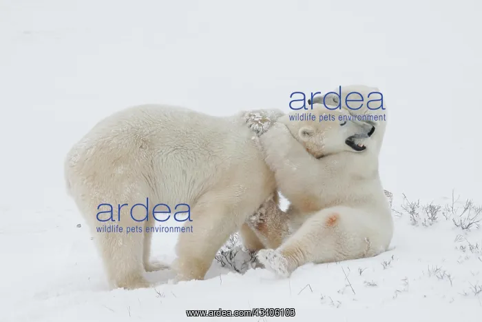 : Two Polar Bears (Ursus maritimus) at play in Churchill : Two Polar Bears (Ursus maritimus) at play in Churchill