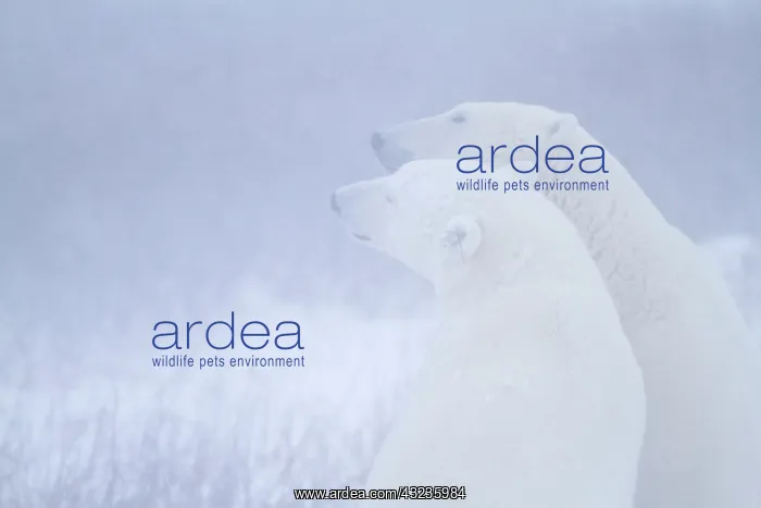 : Polar Bears (Ursus maritimus) during snowstorm : Polar Bears (Ursus maritimus) during snowstorm