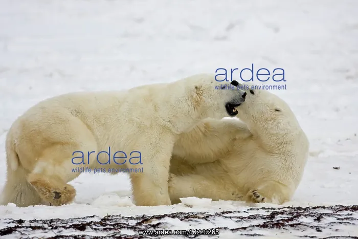 : Polar Bears (Ursus maritimus) sparring : Polar Bears (Ursus maritimus) sparring