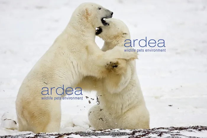 : Polar Bears (Ursus maritimus) sparring : Polar Bears (Ursus maritimus) sparring