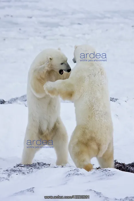  : Polar Bears (Ursus maritimus) sparring