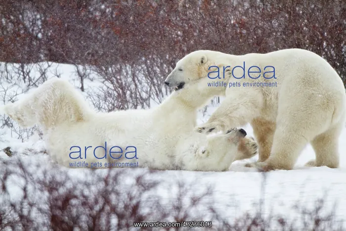 : Two Polar bears (Ursus maritimus) sparring : Two Polar bears (Ursus maritimus) sparring