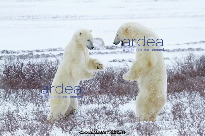  : Two Polar bears (Ursus maritimus) sparring