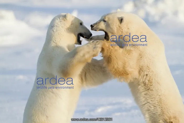 : Polar Bears (Ursus maritimus) sparring Churchill : Polar Bears (Ursus maritimus) sparring Churchill