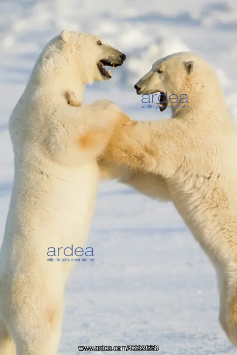 : Polar Bears (Ursus maritimus) sparring Churchill : Polar Bears (Ursus maritimus) sparring Churchill