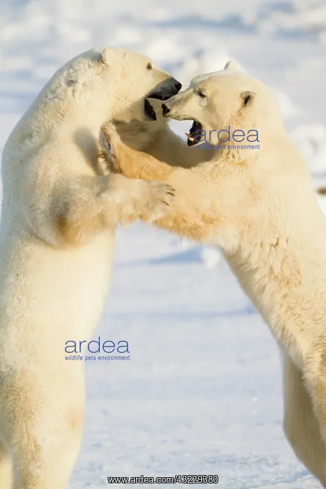 : Polar Bears (Ursus maritimus) sparring Churchill : Polar Bears (Ursus maritimus) sparring Churchill