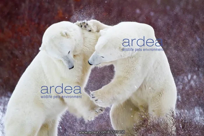 : Polar Bears (Ursus maritimus) sparring Churchill : Polar Bears (Ursus maritimus) sparring Churchill