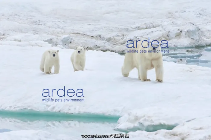 : Polar Bears (Ursus maritimus) walking on an ice : Polar Bears (Ursus maritimus) walking on an ice