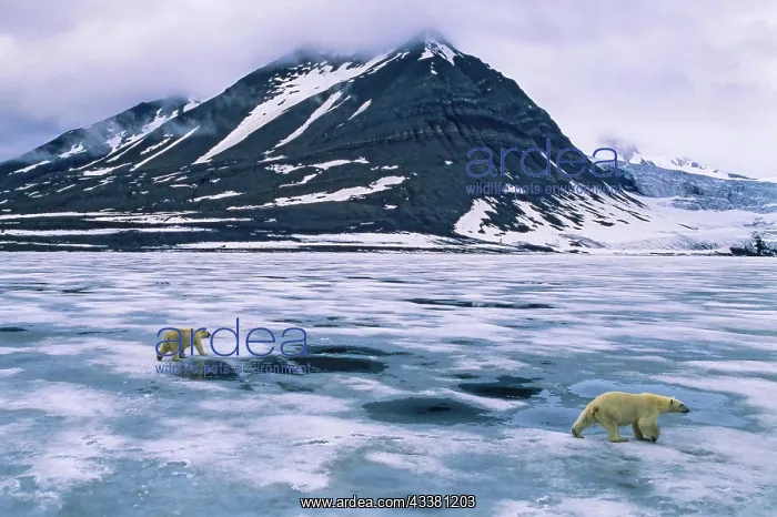 : Polar bears (Ursus maritimus) walking on the ice : Polar bears (Ursus maritimus) walking on the ice