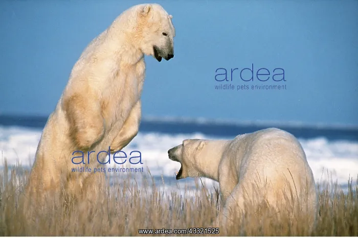 : Polar Bears - x two fighting : Polar Bears - x two fighting