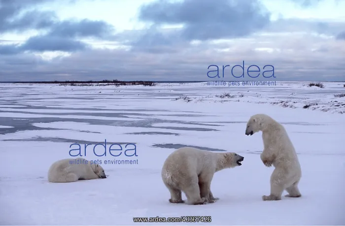: POLAR BEARS - x three, two playfighting : POLAR BEARS - x three, two playfighting