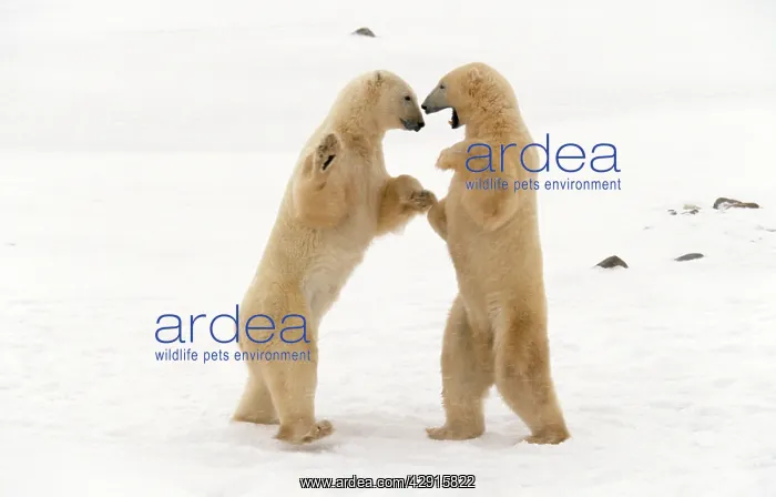 : POLAR BEARS - X2 FIGHTING : POLAR BEARS - X2 FIGHTING