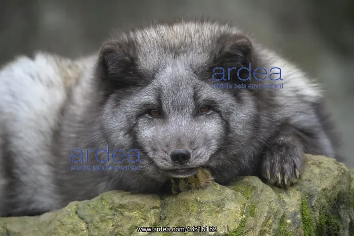 : Polar Fox or Arctic Fox (Alopex lagopus) (Vulpes : Polar Fox or Arctic Fox (Alopex lagopus) (Vulpes