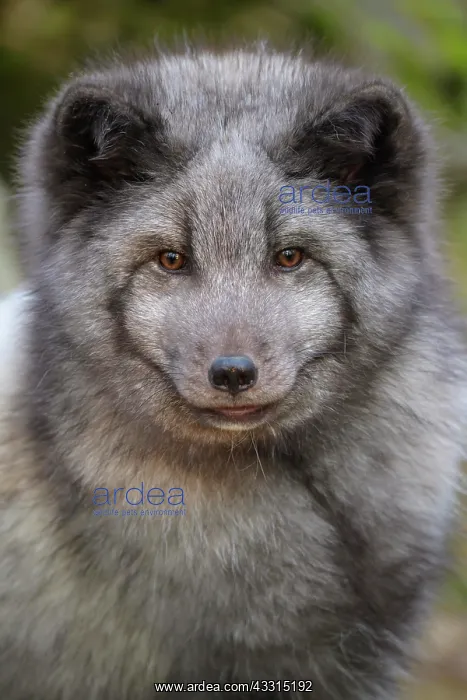: Polar Fox or Arctic Fox (Alopex lagopus) (Vulpes : Polar Fox or Arctic Fox (Alopex lagopus) (Vulpes