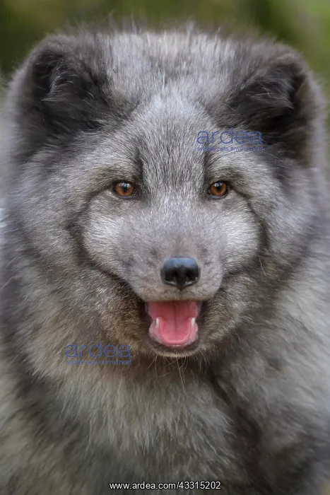 : Polar Fox or Arctic Fox (Alopex lagopus) (Vulpes : Polar Fox or Arctic Fox (Alopex lagopus) (Vulpes